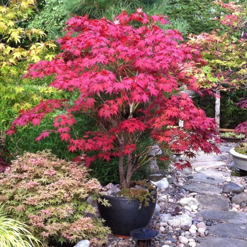 Bloodgood Japanese Maple Tree Seeds