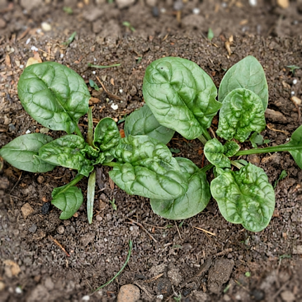 100 Spinach Bloomsdale Seeds – Heirloom Savoy Spinach | Tender Leaf Greens