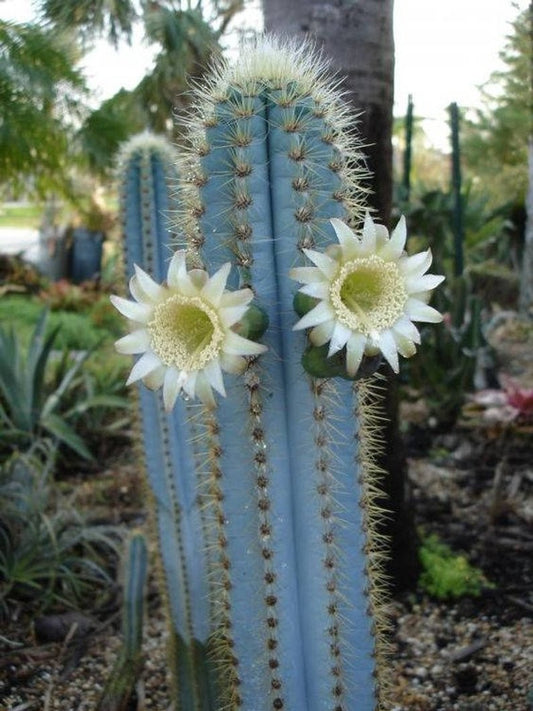 Tall cactus with white flowers in a garden setting