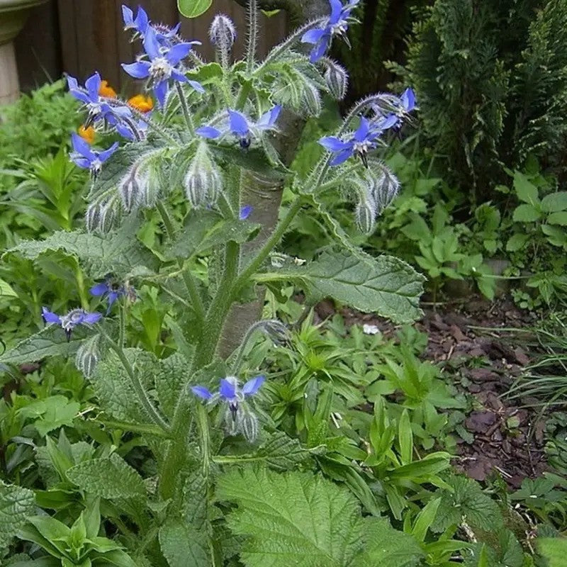 Blue borage flowers growing in a garden setting with green leaves.