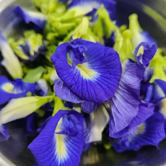 Blue Butterfly Pea Vine Seeds – Clitoria ternatea
