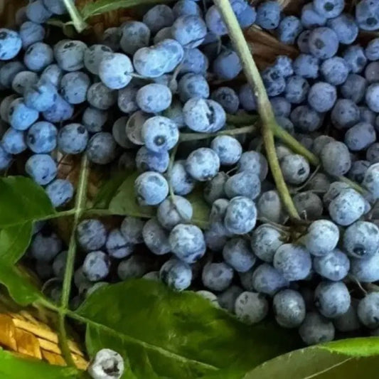 50 Blue Elderberry Seeds (Sambucus caerulea)