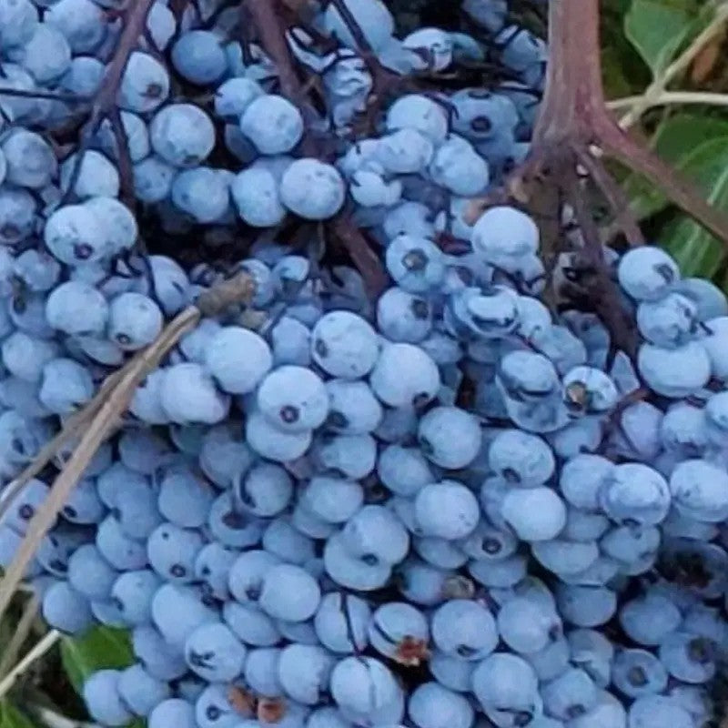 50 Blue Elderberry Seeds (Sambucus caerulea)
