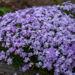 Blue Emerald Creeping Phlox seeds for vibrant purple ground-hugging blooms.  Seed World