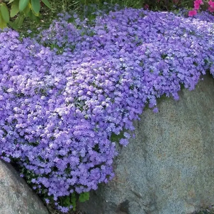 100 Blue Emerald Creeping Phlox Seeds