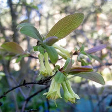 10 Blue Honeysuckle - Lonicera Caerulea Seeds