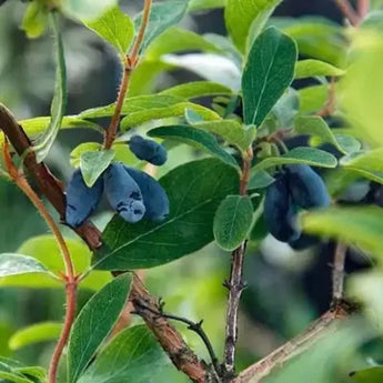 10 Blue Honeysuckle - Lonicera Caerulea Seeds