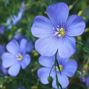 500 Blue Linum Flax Seeds