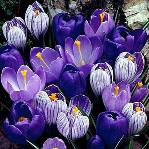 Blue Moon Mix Crocus Bulbs