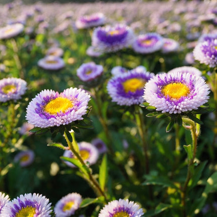50 Blue Moon Tall Pompon Aster Seeds – Callistephus Blue Flower