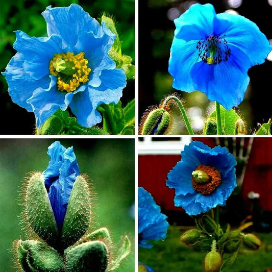 Collage of rare Himalayan Blue Poppy flowers and buds