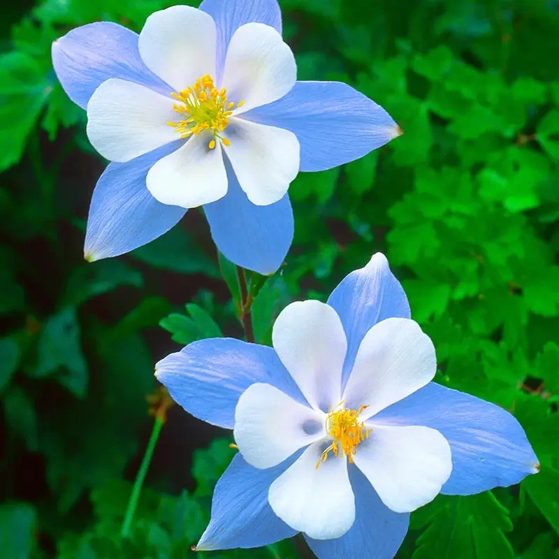 Blue Star Columbine Seeds | Heirloom Perennial