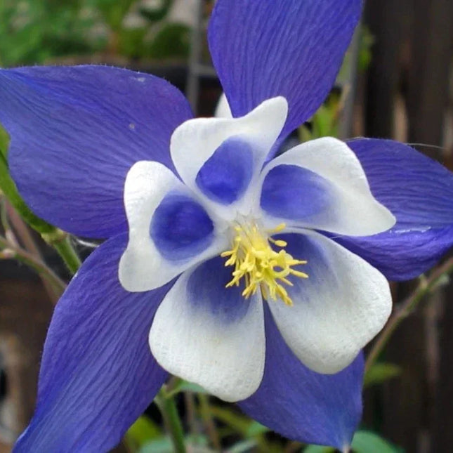 Blue Star Columbine Seeds | Heirloom Perennial