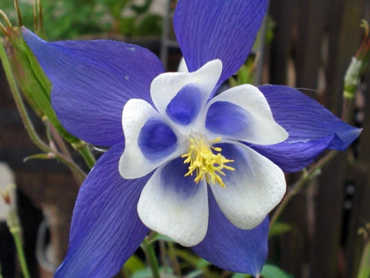 Blue Star Columbine Seeds | Heirloom Perennial
