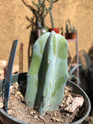 20 Myrtillocactus Geometrizans Seeds