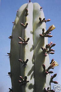 20 Myrtillocactus Geometrizans Seeds