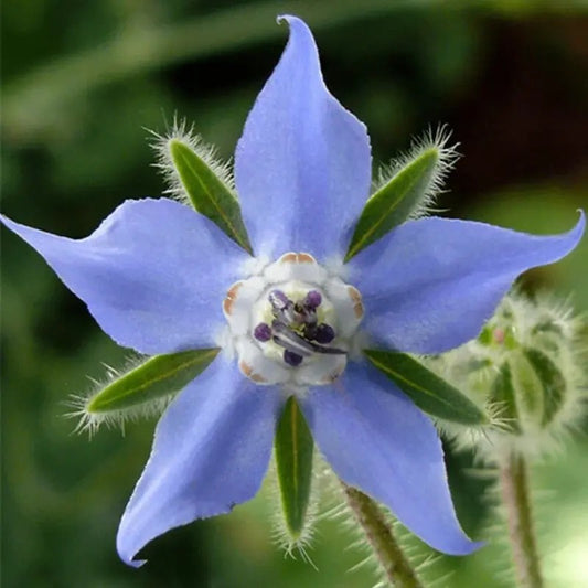 Close-up of a blue flower with green leaves on a blurred green background