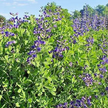 30 Blue False Indigo Baptisia Australis Seeds