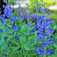 30 Blue False Indigo Baptisia Australis Seeds