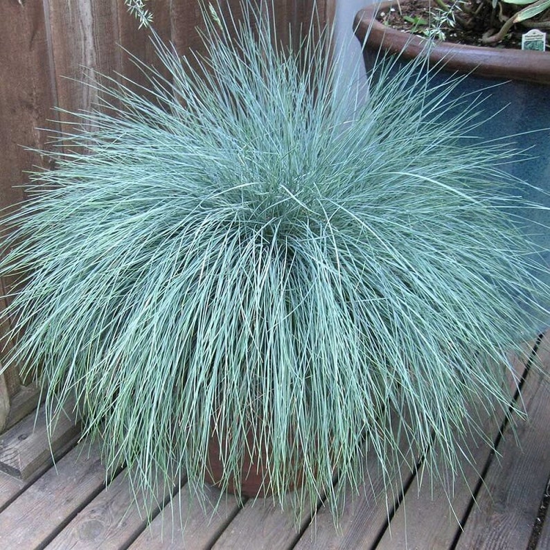 Potted plant with long, thin leaves on a wooden surface