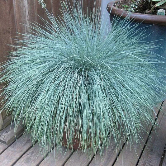 Potted plant with long, thin leaves on a wooden surface