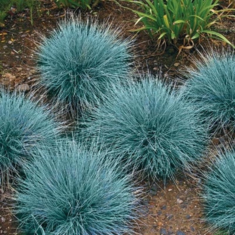 Blue grass plants growing in a garden setting