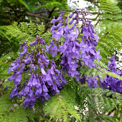25 Blue Jacaranda Tree Seeds (Jacaranda mimosifolia)