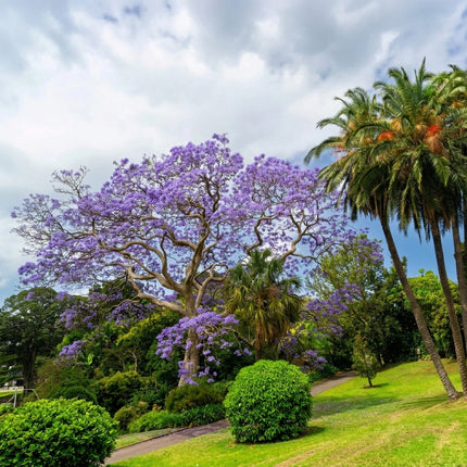 Blue Jacaranda Tree Seeds (Jacaranda mimosifolia), featuring a mature ornamental tree covered in vibrant lavender-blue flower clusters with a wide, spreading canopy, ideal for flowering landscapes, tropical gardens, and decorative shade trees. Seed World