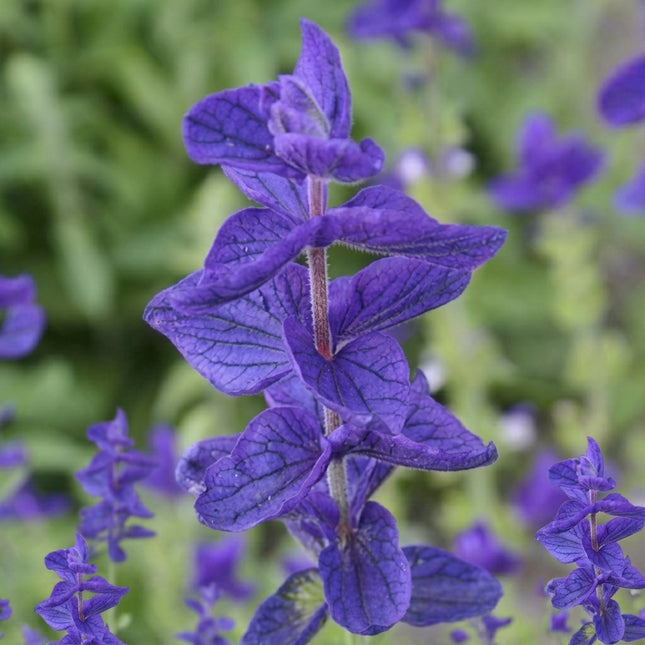 Blue Monday Clary Sage Seeds – Striking Violet-Blue Ornamental Salvia Flowers for Garden Borders, Pollinator Gardens and Cottage Landscapes. SeedWorld