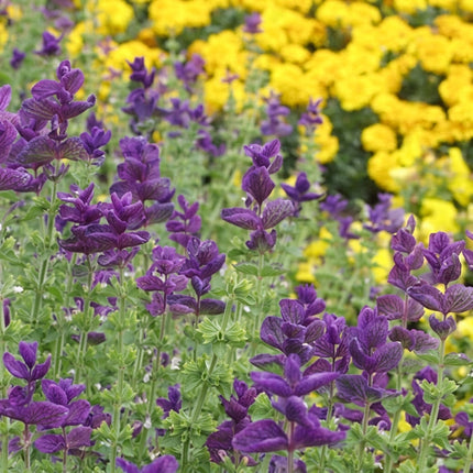 100 Blue Monday Clary Sage Seeds – Salvia Sclarea Flower