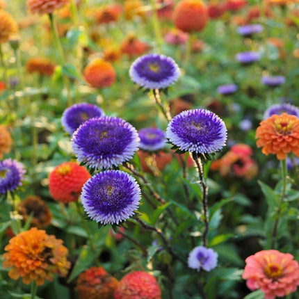 50 Blue Moon Tall Pompon Aster Seeds – Callistephus Blue Flower