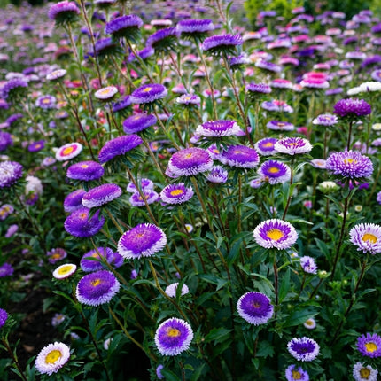 Blue Moon Tall Pompon Aster flowers with vibrant purple-blue and white pompon blooms, colorful annual garden flowers ideal for beds, borders and cut flower gardens. Seed World