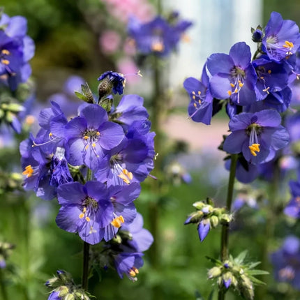 Blue Pearl Jacob’s Ladder with vibrant blue-purple flowers and golden yellow centers. Seed World