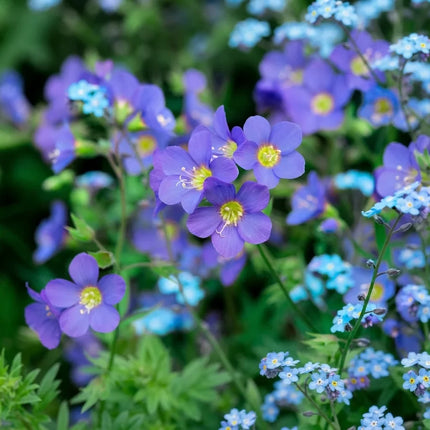 100 Blue Pearl Jacob's Ladder Seeds – Polemonium Caeruleum
