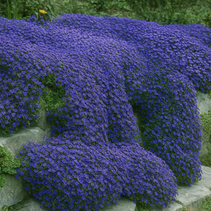 50 Blue Rock Cress - Aubrieta Seeds