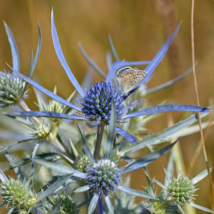 Blue Sea Holly (Eryngium planum) with spiky blue-violet flowers and silvery-blue foliage, featuring a butterfly resting on one bloom. Seed World
