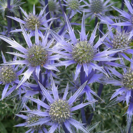 25 Blue Sea Holly Seeds – Eryngium Planum | Unique Blue Perennial Flower