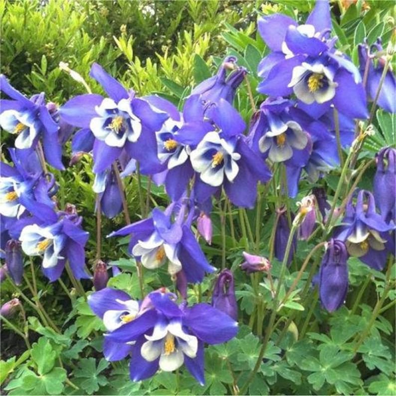 Blue Star Columbine Seeds | Heirloom Perennial
