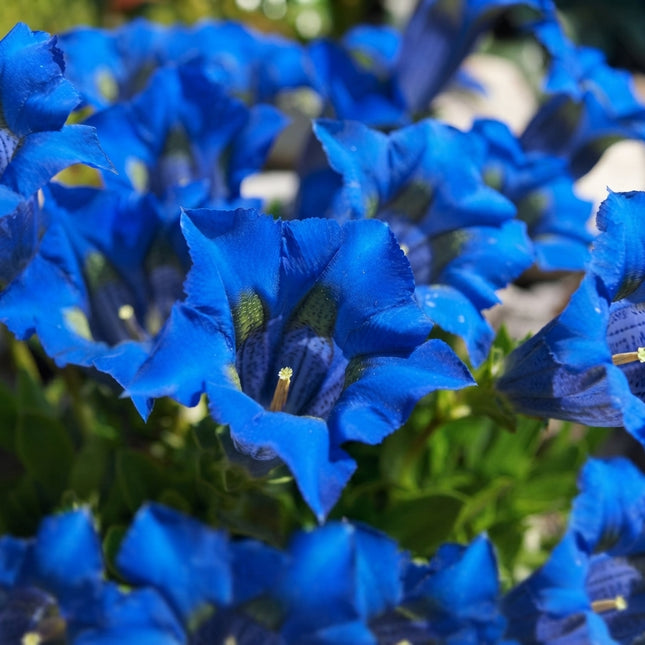 Blue Stemless Gentian Seeds – Vibrant Deep Blue Trumpet-Shaped Perennial Flowers for Rock Gardens, Borders and Alpine Gardens. Seed World