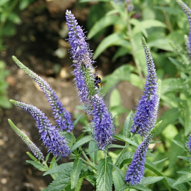 Blue Veronica Longifolia Seeds – Tall Purple-Blue Flower Spikes, Showy Perennial Garden Flower for Borders, Cottage Gardens and Pollinator Plantings. Seed World