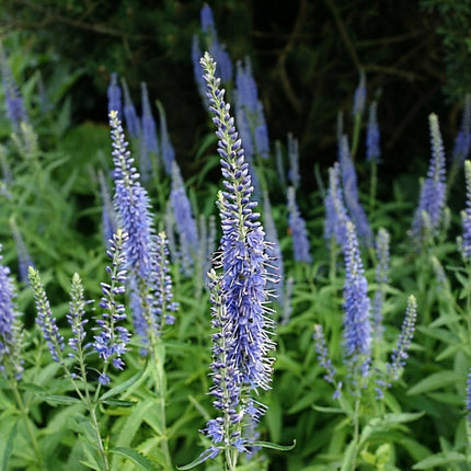 100 Blue Veronica Longifolia Seeds – Tall Speedwell Flower