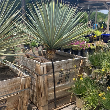 Blue Yucca Tree with striking blue-green sword-shaped foliage, a drought-tolerant ornamental yucca for xeriscape, desert and landscape gardens. Seed World
