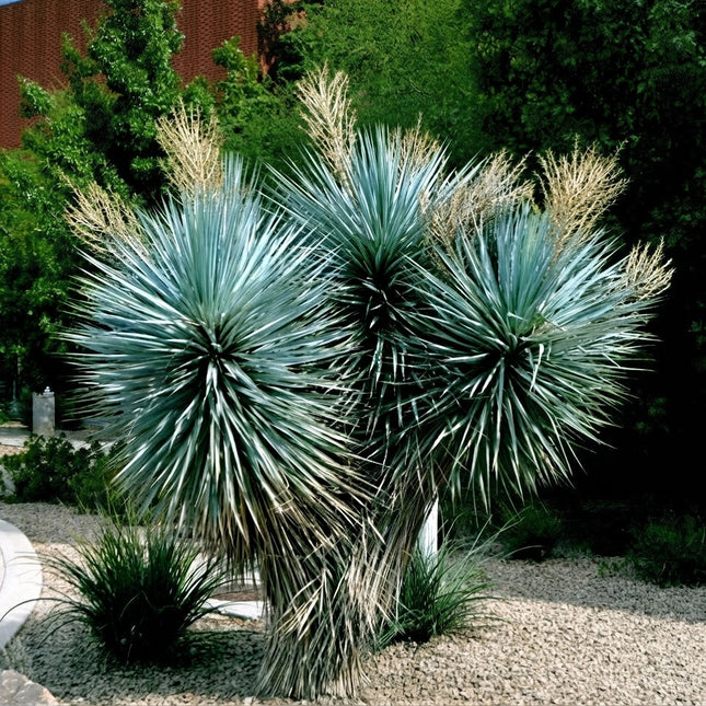 10 Blue Yucca Tree Seeds – Yucca Rigida | Hardy Blue-Leaf Desert Yucca Plant