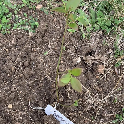 Young blueberry seedling growing in soil