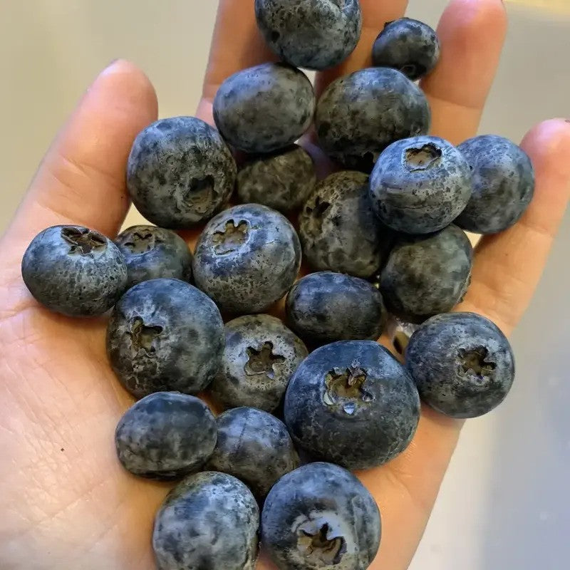 Fresh ripe blueberries harvested from home garden