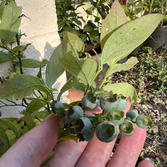 Blueberry plant developing unripe berries in sunlight