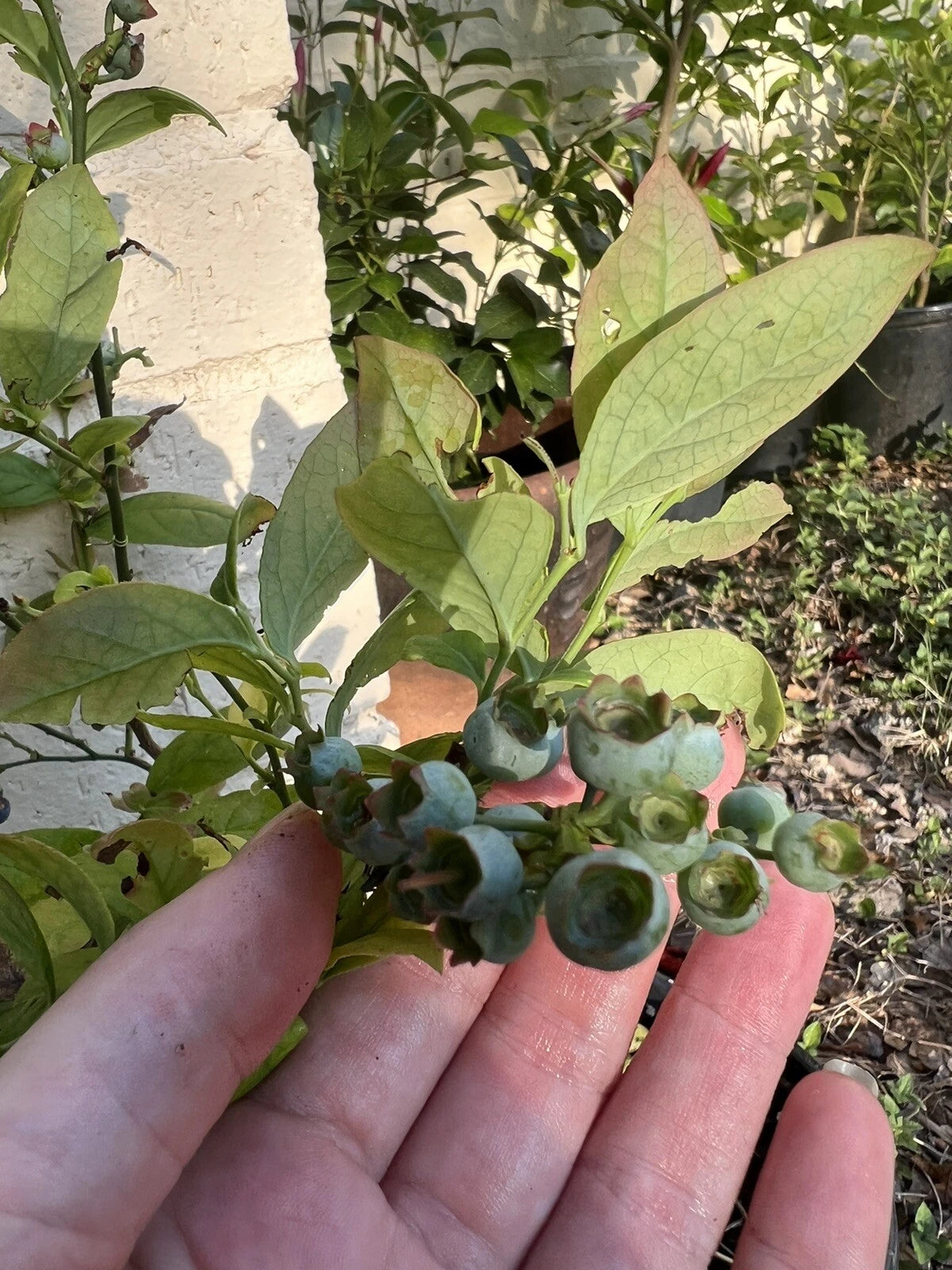 Blueberry plant developing unripe berries in sunlight