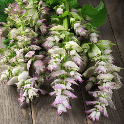 50 Bluish White Clary Sage Seeds – Salvia Sclarea | Fragrant Perennial Herb Flower
