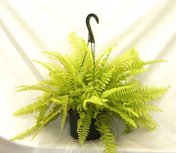 1 Boston Fern Lime Green - Starter Plant