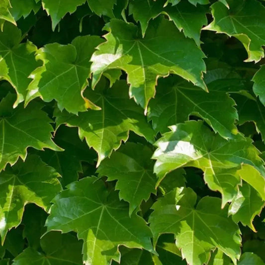 15 Boston Ivy Seeds – Parthenocissus tricuspidata | Fast-Growing Climbing Vine